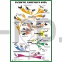 Таблица «Развитие животного мира» для оформления кабинета биологии
